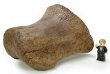 Superb, Hadrosaur (Edmontosaurus) Phalanx - Wyoming #382485-4